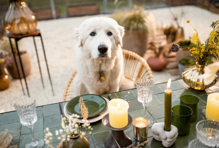 Are Candles Bad for Dogs? Pet-Safe Candle Tips
