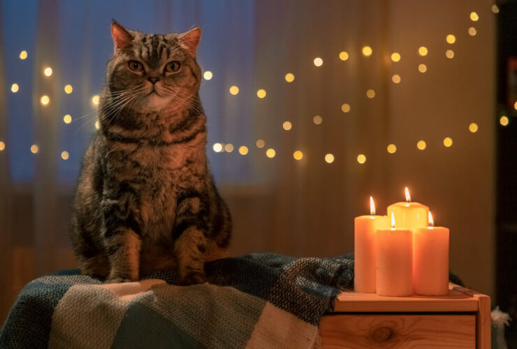 Are Candles Bad For Cats? How to Practice Candle Safety Near Cats