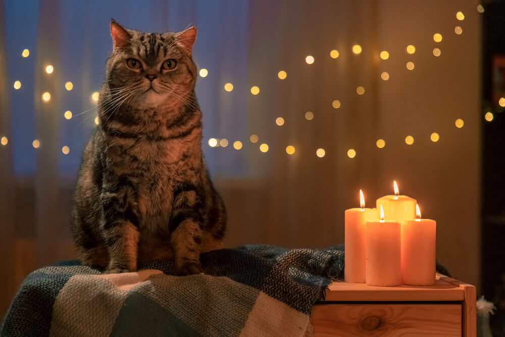 Are Candles Bad For Cats? How to Practice Candle Safety Near Cats