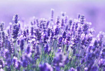What Does Lavender Smell Like?
